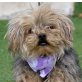 TOMMI - Linares, Yorkshire-Terrier - kastriert - Rüde