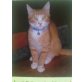 TOMMIEBOY, Europäische Kurzhaarkatze - Kater