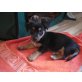 TOMMY, Pflegestelle Wien, Mix Welpen - Rüde