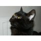TOMMY, Tierschutz - Kater