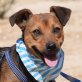 TOMSON - Ubeda, Pinscher-Mischling - kastriert - Rüde