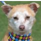 TOMY - Linares, Chihuahua-Mischling, kastriert - Rüde