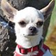 TOMY - Linares, Chihuahua, kastriert - Rüde