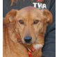 TONGO, Pflegestelle Salzburg, sucht Familie! , Schüchterner PINSCHER-Mix - Rüde