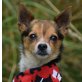 TONI, Chihuahuamischling, kastriert - Rüde