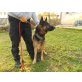 TONI (krisz-hu) sucht eine starke Hand, aber  - Rüde
