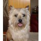 TONI  of Buchonian Gate , Cairn-Terrier - Rüde