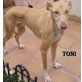 TONI.. verzweifelt im Tierheim!, Galgo Español - Rüde
