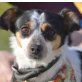 TONJA - Linares, Jack-Russell-Terrier, kastriert - Hündin