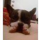 TONY 3, Pflegestelle Wien, liebenswerter kleiner franz. Bulldogge - Rüde