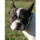 TONY 3, Pflegestelle Wien, zuckersüßer, verschmuster franz. Bulldogge - Rüde
