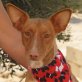 TORA, Podenco Andaluz Mischling, kastriert - Hündin