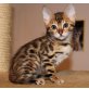 TORDUGA BENGALKATER, Bengalkatze - Kater
