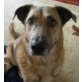 TORRO Dexter, Pflegestelle Wien, tragisches Schicksal - Schäfer-Mix - Rüde