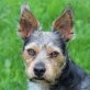 TOTO - Linares, Yorkie-/Schnauzer-Mix - Rüde