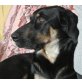 TRACY, ausgeglichene,selbstbewußte Schäfer-Doggen-M. - Hündin