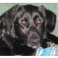 TRAUMHUND! AnhänglicherLabrador-Dackel-Mix - Rüde