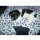 TRIXI, JACK RUSSEL MICHLING - Hündin
