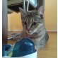 TRIXI (leichte Ataxie), Tierschutz - Katze