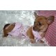 TRIXIE, Chihuahua kurzhaariger Schlag - Hündin