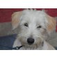 TRIXIE, TerrierMischlg.kuschelt gern,ist superverträg Welpen - Hündin
