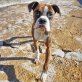 TROY, Boxer - Rüde