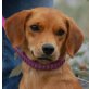 TRUDI 2, Pflegestelle Oberösterreich, lustige, aufgeweckte Spaniel/Pinschermix - Hündin