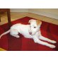 TRUFA, Jack Parson Terrier Mischling - Hündin