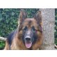 TRUMAN, perfekt erzogener Schäferhund - Rüde