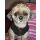 TSCHIBO, Pflegestelle Tirol, WINZIGER KERL MIT GROSSEM HERZ! Shi Tzu-Mix - Rüde