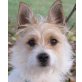TSUNAMI BIENEPFLEGESTELLE NIEDERÖSTERREICH, supersüße, brave + aktive Jack Russellmix - Hündin