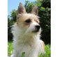 TSUNAMI Biene, Pflegestelle Niederösterreic, süße, brave Jack Russelterrier - Hündin