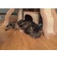 TSV-SOS-Katze, Josef - Tigerkater - Kater