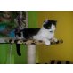 TSV-SOS-Katze, Kiki - eine ganz besondere Katze - Katze