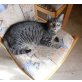 TSV-SOS-Katze, Moony - verschmuste junge Kätzin - Katze
