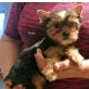 TTracy zum Barbarakreuz, Yorkshire Terrier Welpen - Hündin