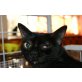 TUETI, Europäische Kurzhaarkatze - Katze