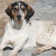TULA, Jagdhund-Mix, geb. ca. Ende Nov. 2010 - Hündin
