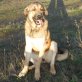 TULA, Mastin Espanol - Hündin