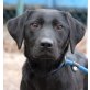 TULCA Kalina, Labradormix - Hündin