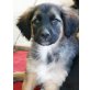 TURNER verträumter Junge, Berner Sennen - Border Collie Mix Welpen - Rüde