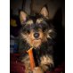 TUSSI, Terriermix - Hündin