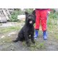 TUXEDO, Pflegestelle Bruck/Leitha, Riesenschnauzer Mix - Rüde