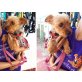 TUY, Yorkshire Terrier - Rüde