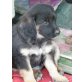 TWAIN einfach nur süss, Border Collie - Rüde