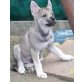 TWH Wolfshund / Siberian Husky - Rüde