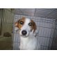 TWISTEE, Glatthaar Foxterrier Mix - Hündin