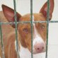 TYLER ...WUNDERSCHÖNER PODENCO IN TÖTUNG - Rüde