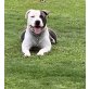 TYSON, Amerikanischer Staffordshire-Terrier - Rüde