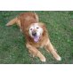 TYSON, Pflegestelle Niederösterreich, kluger, treuer RETRIEVER - Rüde
